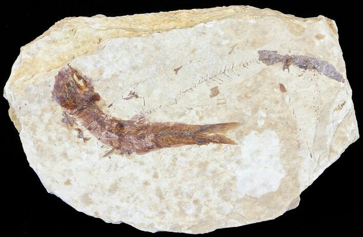Knightia Fossil Fish - Wyoming #60872